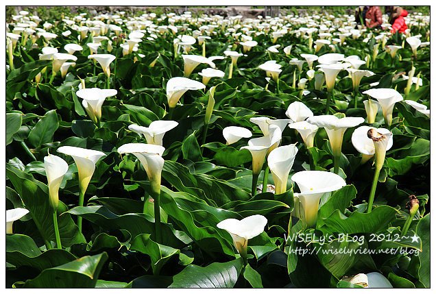 【遊玩】台北．陽明山：頂湖大賞園採海芋隨拍及交通資訊（2012竹子湖海竽季）