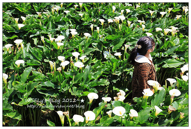 【遊玩】台北．陽明山：頂湖大賞園採海芋隨拍及交通資訊（2012竹子湖海竽季）
