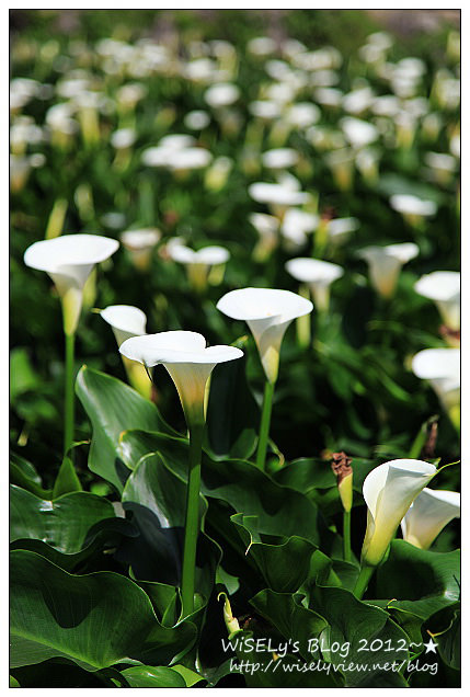 【遊玩】台北．陽明山：頂湖大賞園採海芋隨拍及交通資訊（2012竹子湖海竽季）