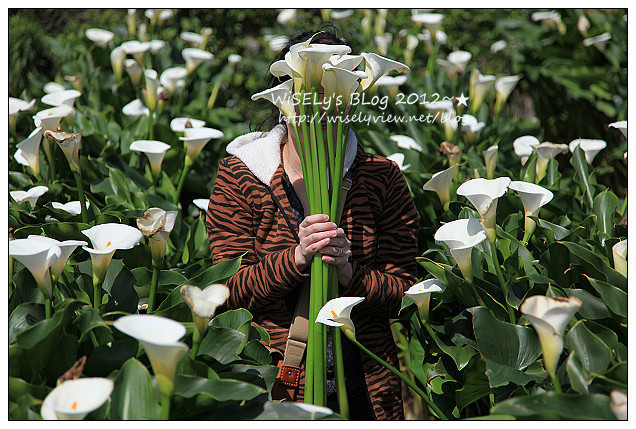 【遊玩】台北．陽明山：頂湖大賞園採海芋隨拍及交通資訊（2012竹子湖海竽季）