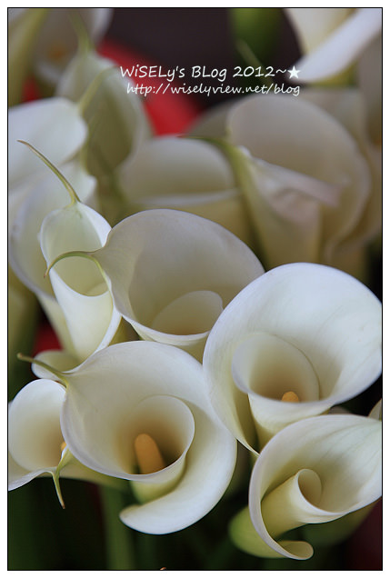 【遊玩】台北．陽明山：頂湖大賞園採海芋隨拍及交通資訊（2012竹子湖海竽季）