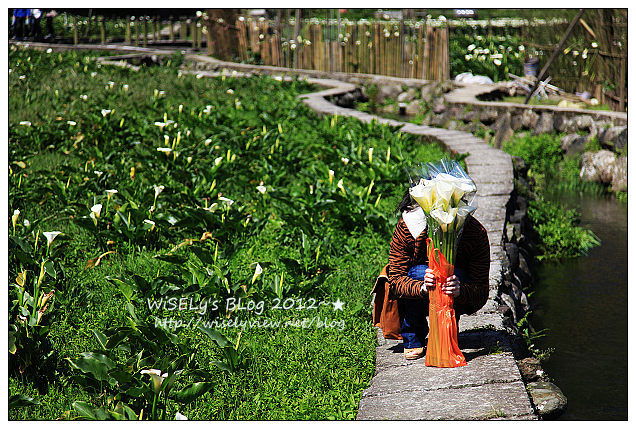 【遊玩】台北．陽明山：頂湖大賞園採海芋隨拍及交通資訊（2012竹子湖海竽季）
