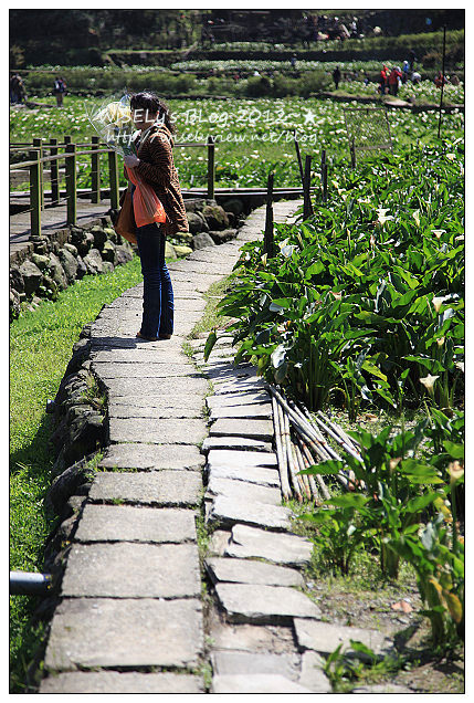 【遊玩】台北．陽明山：頂湖大賞園採海芋隨拍及交通資訊（2012竹子湖海竽季）
