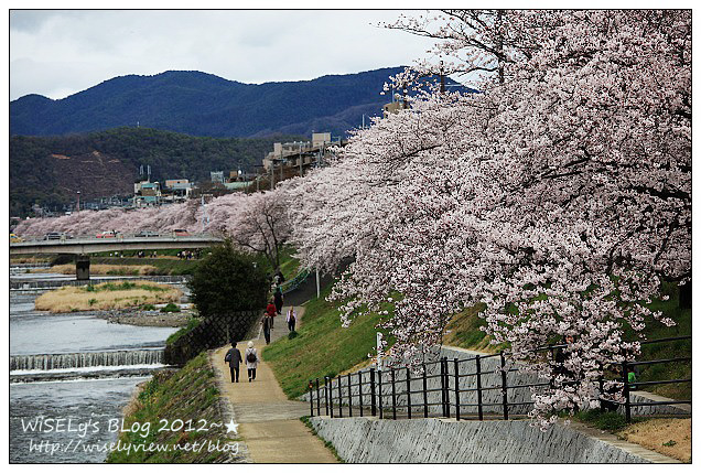 【旅行】2011日本.京都:賀茂川堤防的高野川櫻花~閒遊也有好風景 【旅行】2011日本.京都:賀茂川堤防的高野川櫻花~閒遊也有好風景
