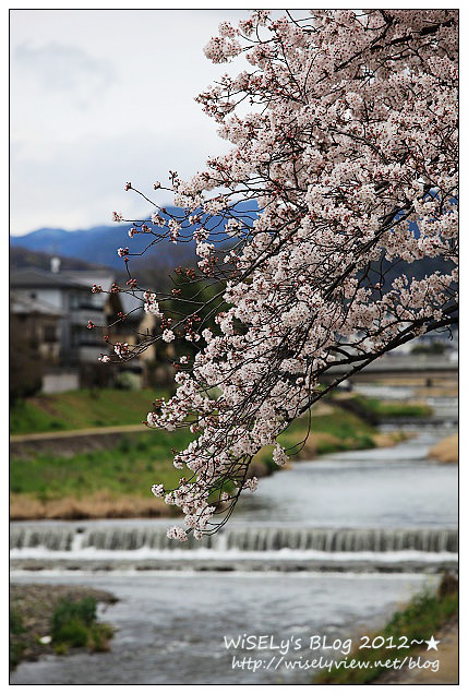 【旅行】2011日本.京都:賀茂川堤防的高野川櫻花~閒遊也有好風景 【旅行】2011日本.京都:賀茂川堤防的高野川櫻花~閒遊也有好風景