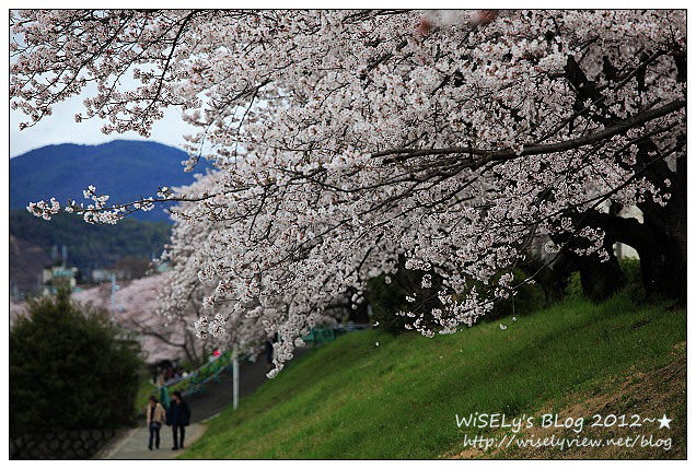 【旅行】2011日本.京都:賀茂川堤防的高野川櫻花~閒遊也有好風景 【旅行】2011日本.京都:賀茂川堤防的高野川櫻花~閒遊也有好風景
