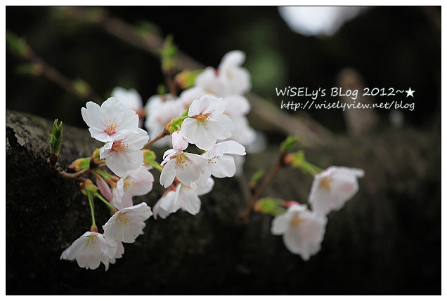 【旅行】2011日本.京都:賀茂川堤防的高野川櫻花~閒遊也有好風景 【旅行】2011日本.京都:賀茂川堤防的高野川櫻花~閒遊也有好風景