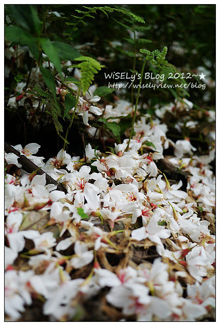 【遊玩】2012回宜蘭過母親節：退步的羅東八味日式料理屋、阿默好吃的瑞士巧克力莓果蛋糕、冬山鄉仁山植物園賞油桐，員山鄉橘子咖啡嚐手工麵包看夜景