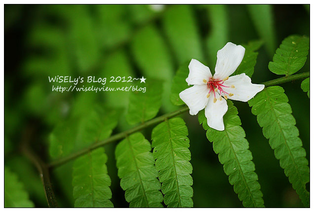 【遊玩】2012回宜蘭過母親節：退步的羅東八味日式料理屋、阿默好吃的瑞士巧克力莓果蛋糕、冬山鄉仁山植物園賞油桐，員山鄉橘子咖啡嚐手工麵包看夜景