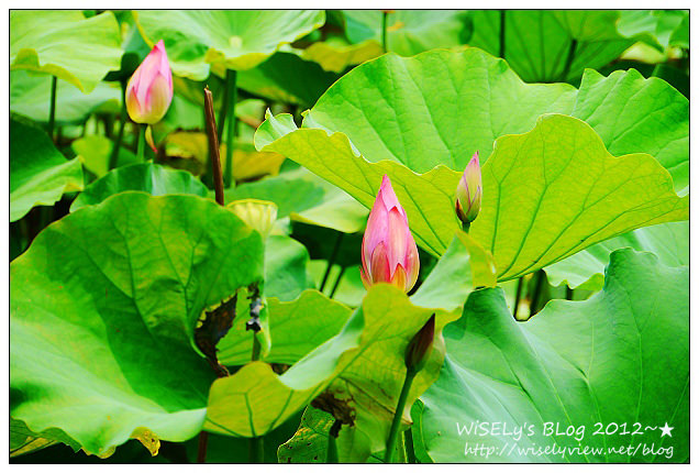 【攝影】LUMIX GX1 (with WB850F)：2012植物園荷花盛開隨拍，再去嚐建中黑砂糖刨冰