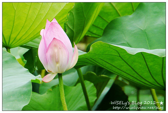 【攝影】LUMIX GX1 (with WB850F)：2012植物園荷花盛開隨拍，再去嚐建中黑砂糖刨冰