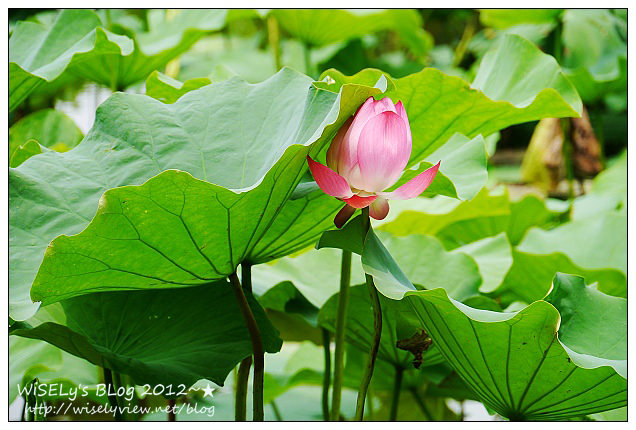 【攝影】LUMIX GX1 (with WB850F)：2012植物園荷花盛開隨拍，再去嚐建中黑砂糖刨冰