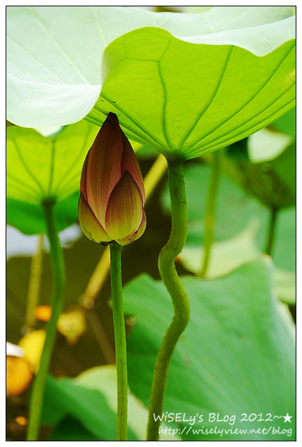 【攝影】LUMIX GX1 (with WB850F)：2012植物園荷花盛開隨拍，再去嚐建中黑砂糖刨冰