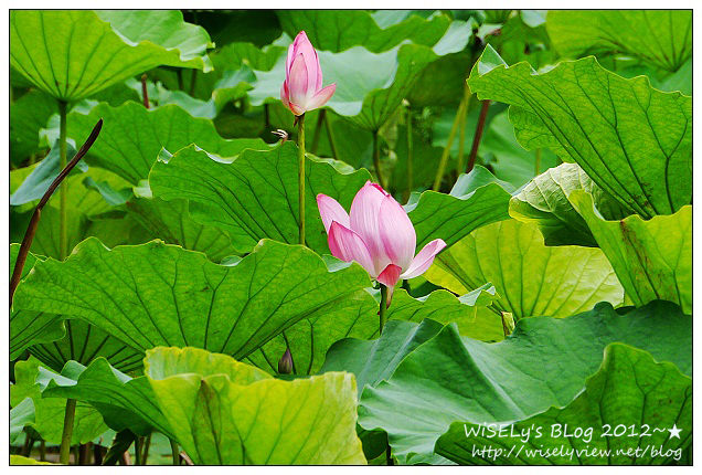 【攝影】LUMIX GX1 (with WB850F)：2012植物園荷花盛開隨拍，再去嚐建中黑砂糖刨冰