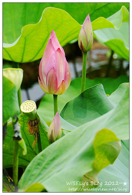 【攝影】LUMIX GX1 (with WB850F)：2012植物園荷花盛開隨拍，再去嚐建中黑砂糖刨冰