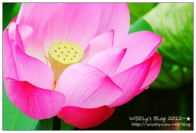 【攝影】LUMIX GX1 (with WB850F)：2012植物園荷花盛開隨拍，再去嚐建中黑砂糖刨冰