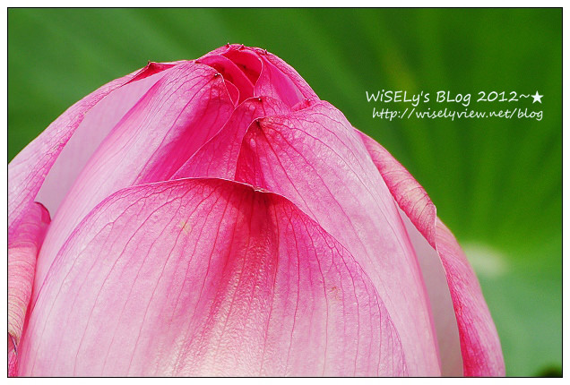 【攝影】LUMIX GX1 (with WB850F)：2012植物園荷花盛開隨拍，再去嚐建中黑砂糖刨冰