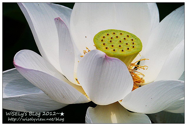 【攝影】LUMIX GX1 (with WB850F)：2012植物園荷花盛開隨拍，再去嚐建中黑砂糖刨冰