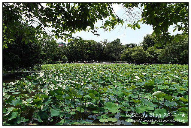 【攝影】LUMIX GX1 (with WB850F)：2012植物園荷花盛開隨拍，再去嚐建中黑砂糖刨冰