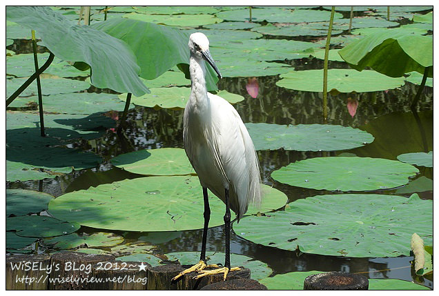 【攝影】LUMIX GX1 (with WB850F)：2012植物園荷花盛開隨拍，再去嚐建中黑砂糖刨冰