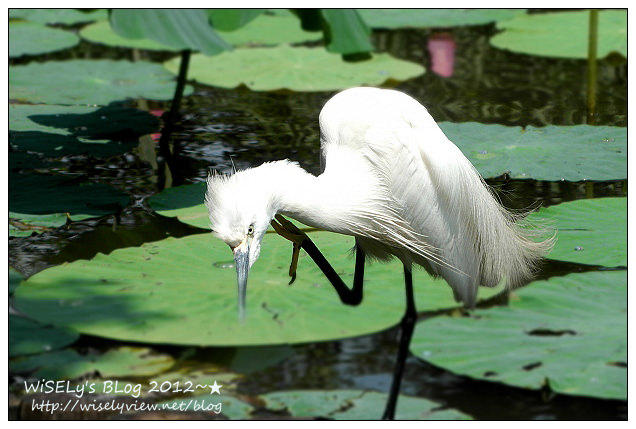 【攝影】LUMIX GX1 (with WB850F)：2012植物園荷花盛開隨拍，再去嚐建中黑砂糖刨冰