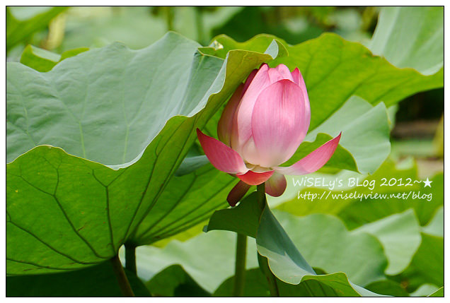 【攝影】LUMIX GX1 (with WB850F)：2012植物園荷花盛開隨拍，再去嚐建中黑砂糖刨冰