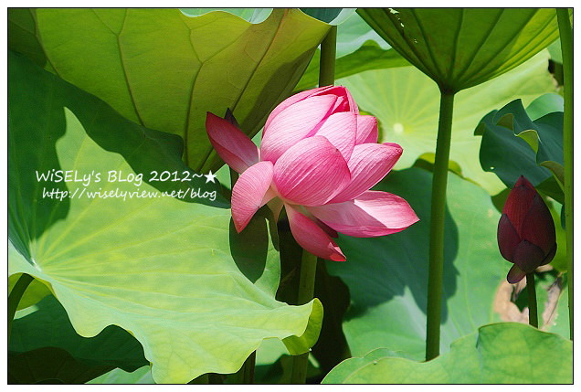 【攝影】LUMIX GX1 (with WB850F)：2012植物園荷花盛開隨拍，再去嚐建中黑砂糖刨冰