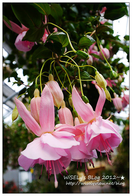 【旅行】2012日本．中部北陸之旅：三重縣-名花之里(なばなの里)@繽紛綻放的花花世界，還可高空欣賞周遭美景 (圖多)