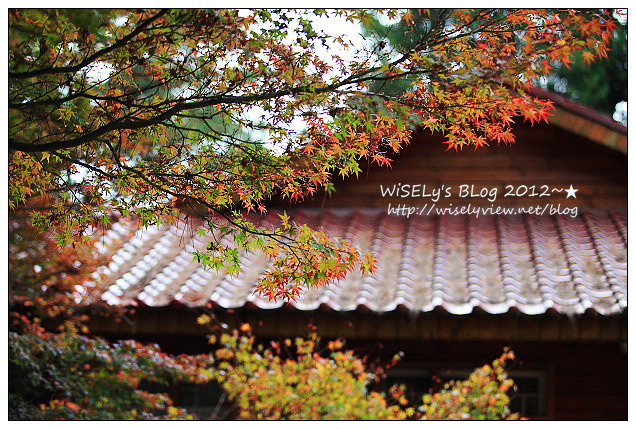 【景點】2012 ABW大叔熱血暴走團：福壽山農場松廬楓紅、合歡山休息用餐，苗栗銅鑼杭菊節賞菊(2012/11/05花況)