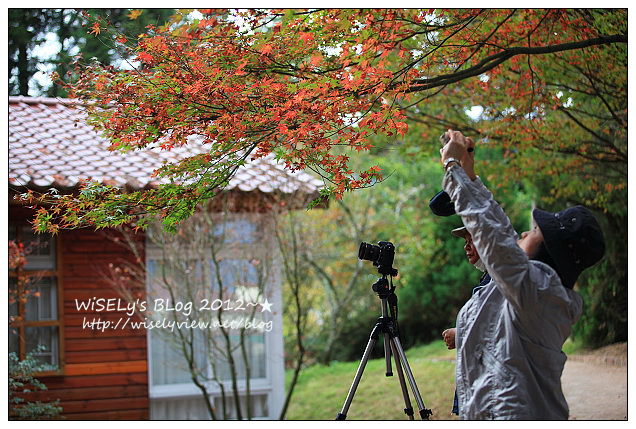【景點】2012 ABW大叔熱血暴走團：福壽山農場松廬楓紅、合歡山休息用餐，苗栗銅鑼杭菊節賞菊(2012/11/05花況)