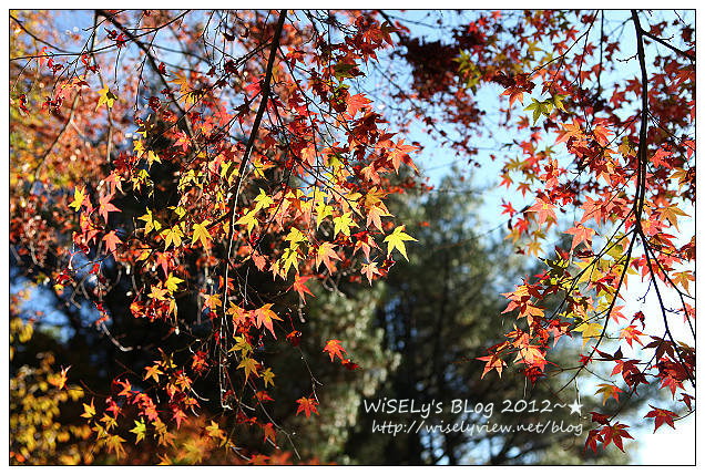 【景點】2012 ABW大叔熱血暴走團：福壽山農場松廬楓紅、合歡山休息用餐，苗栗銅鑼杭菊節賞菊(2012/11/05花況)
