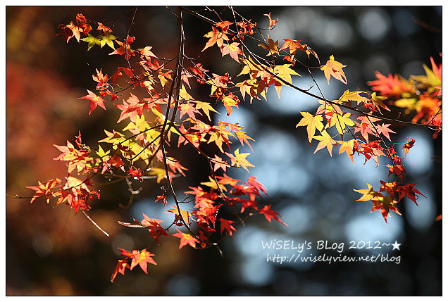 【景點】2012 ABW大叔熱血暴走團：福壽山農場松廬楓紅、合歡山休息用餐，苗栗銅鑼杭菊節賞菊(2012/11/05花況)