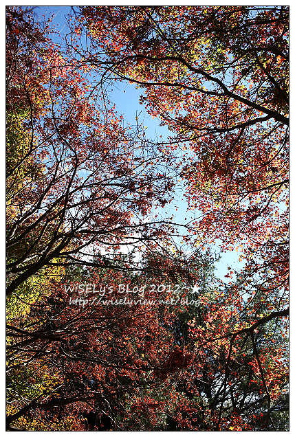 【景點】2012 ABW大叔熱血暴走團：福壽山農場松廬楓紅、合歡山休息用餐，苗栗銅鑼杭菊節賞菊(2012/11/05花況)