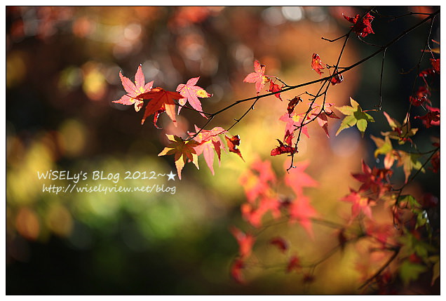 【景點】2012 ABW大叔熱血暴走團：福壽山農場松廬楓紅、合歡山休息用餐，苗栗銅鑼杭菊節賞菊(2012/11/05花況)