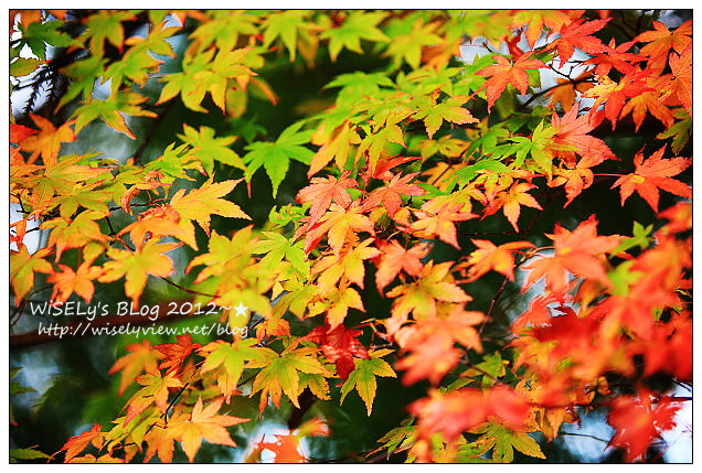 【景點】2012 ABW大叔熱血暴走團：福壽山農場松廬楓紅、合歡山休息用餐，苗栗銅鑼杭菊節賞菊(2012/11/05花況)