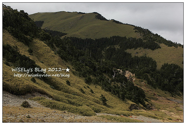 【景點】2012 ABW大叔熱血暴走團：福壽山農場松廬楓紅、合歡山休息用餐，苗栗銅鑼杭菊節賞菊(2012/11/05花況)