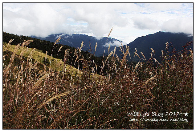 【景點】2012 ABW大叔熱血暴走團：福壽山農場松廬楓紅、合歡山休息用餐，苗栗銅鑼杭菊節賞菊(2012/11/05花況)