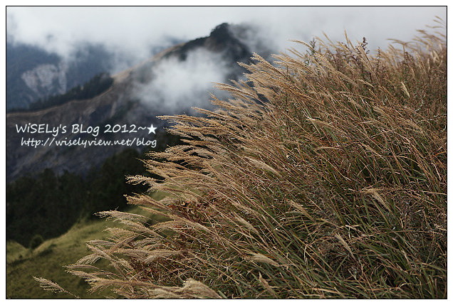 【景點】2012 ABW大叔熱血暴走團：福壽山農場松廬楓紅、合歡山休息用餐，苗栗銅鑼杭菊節賞菊(2012/11/05花況)