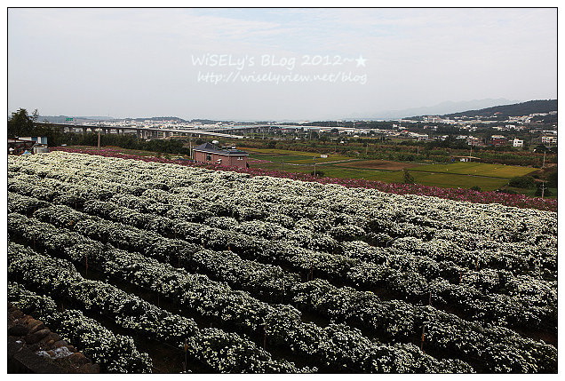 【景點】2012 ABW大叔熱血暴走團：福壽山農場松廬楓紅、合歡山休息用餐，苗栗銅鑼杭菊節賞菊(2012/11/05花況)