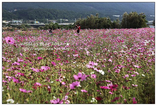 【景點】2012 ABW大叔熱血暴走團：福壽山農場松廬楓紅、合歡山休息用餐，苗栗銅鑼杭菊節賞菊(2012/11/05花況)
