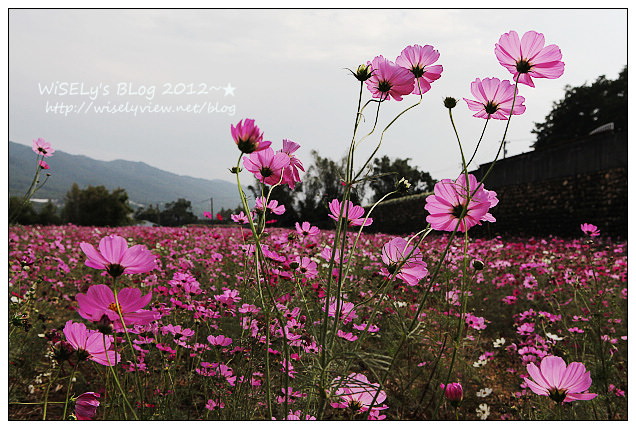 【景點】2012 ABW大叔熱血暴走團：福壽山農場松廬楓紅、合歡山休息用餐，苗栗銅鑼杭菊節賞菊(2012/11/05花況)