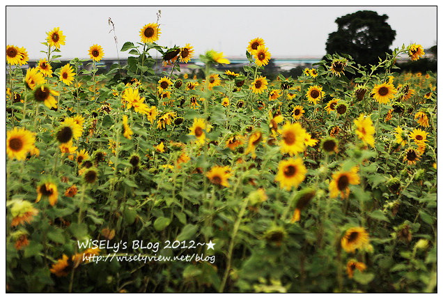 【景點】2012 ABW大叔熱血暴走團：福壽山農場松廬楓紅、合歡山休息用餐，苗栗銅鑼杭菊節賞菊(2012/11/05花況)