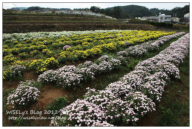 【景點】2012 ABW大叔熱血暴走團：福壽山農場松廬楓紅、合歡山休息用餐，苗栗銅鑼杭菊節賞菊(2012/11/05花況)