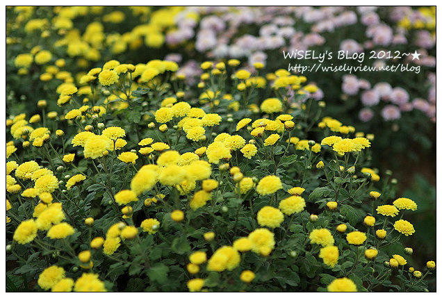 【景點】2012 ABW大叔熱血暴走團：福壽山農場松廬楓紅、合歡山休息用餐，苗栗銅鑼杭菊節賞菊(2012/11/05花況)