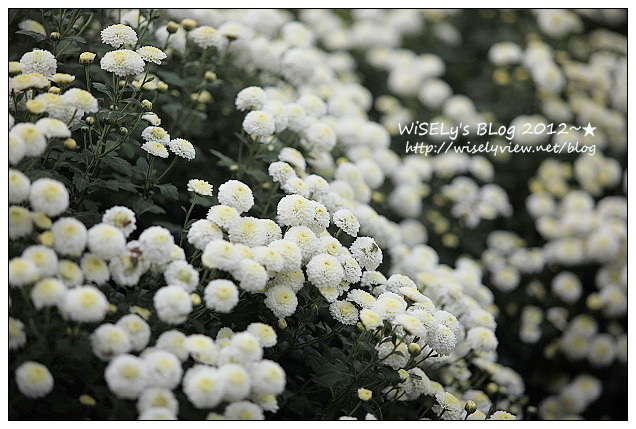 【景點】2012 ABW大叔熱血暴走團：福壽山農場松廬楓紅、合歡山休息用餐，苗栗銅鑼杭菊節賞菊(2012/11/05花況)