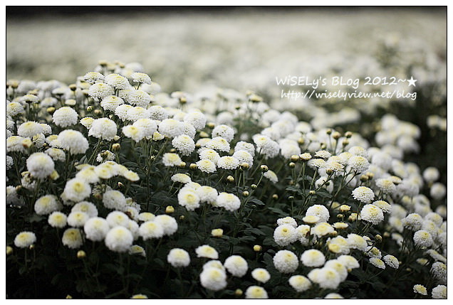 【景點】2012 ABW大叔熱血暴走團：福壽山農場松廬楓紅、合歡山休息用餐，苗栗銅鑼杭菊節賞菊(2012/11/05花況)