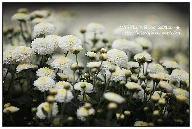 【景點】2012 ABW大叔熱血暴走團：福壽山農場松廬楓紅、合歡山休息用餐，苗栗銅鑼杭菊節賞菊(2012/11/05花況)