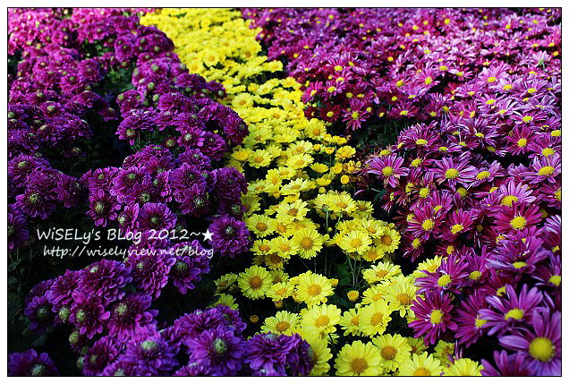 【景點】台北市.士林官邸菊展:2012手舞菊蹈@11/18~12/2 (Canon EOS M) 【景點】台北市.士林官邸菊展:2012手舞菊蹈@11/18~12/2 (Canon EOS M)