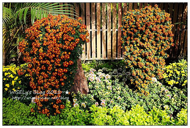 【景點】台北市.士林官邸菊展:2012手舞菊蹈@11/18~12/2 (Canon EOS M) 【景點】台北市.士林官邸菊展:2012手舞菊蹈@11/18~12/2 (Canon EOS M)