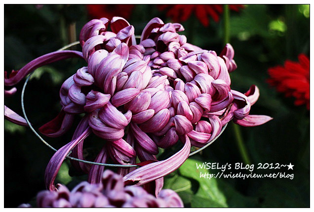 【景點】台北市.士林官邸菊展:2012手舞菊蹈@11/18~12/2 (Canon EOS M) 【景點】台北市.士林官邸菊展:2012手舞菊蹈@11/18~12/2 (Canon EOS M)